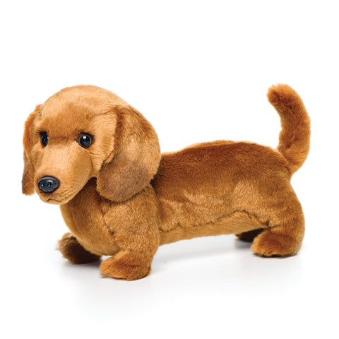 Dachshund